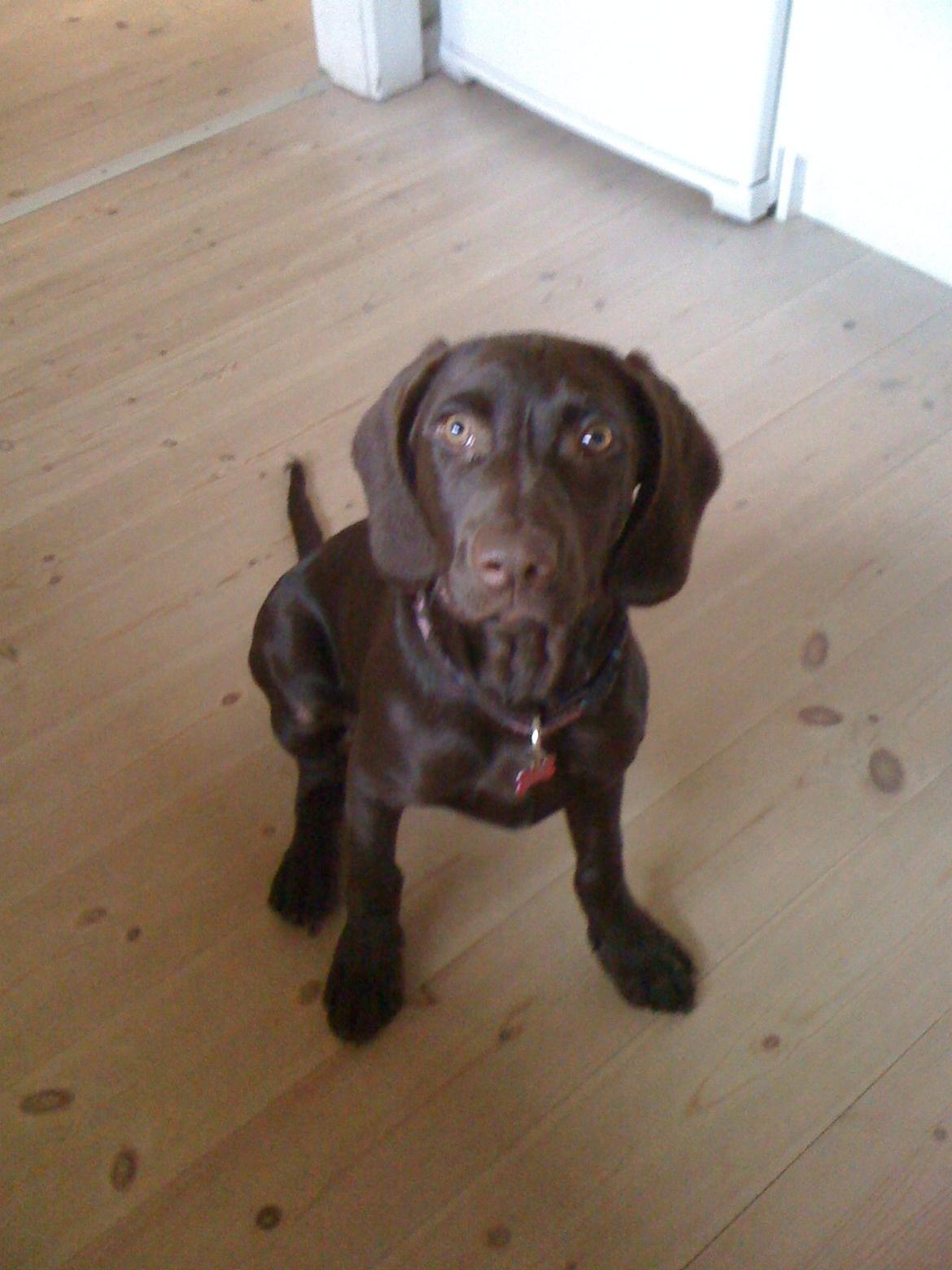 Blanding af racer Malou billede 1