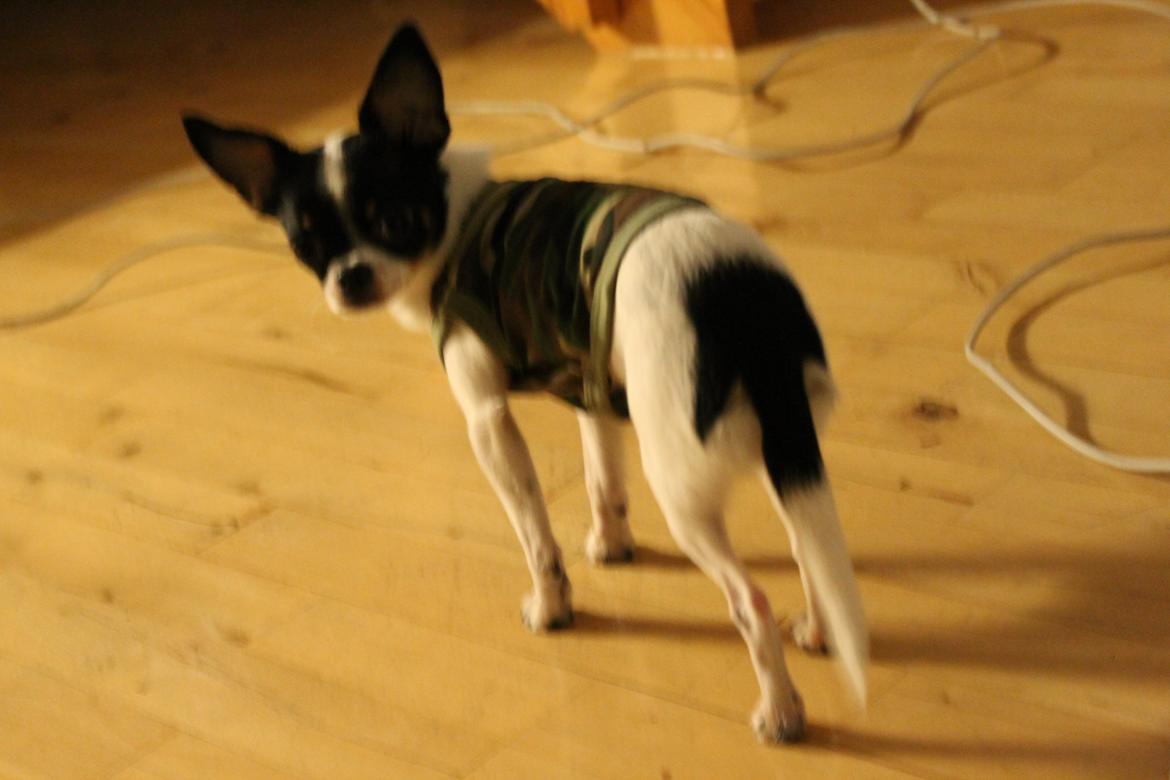 Blanding af racer Cajza billede 1