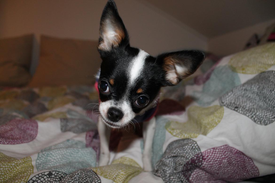 Blanding af racer Cajza billede 2