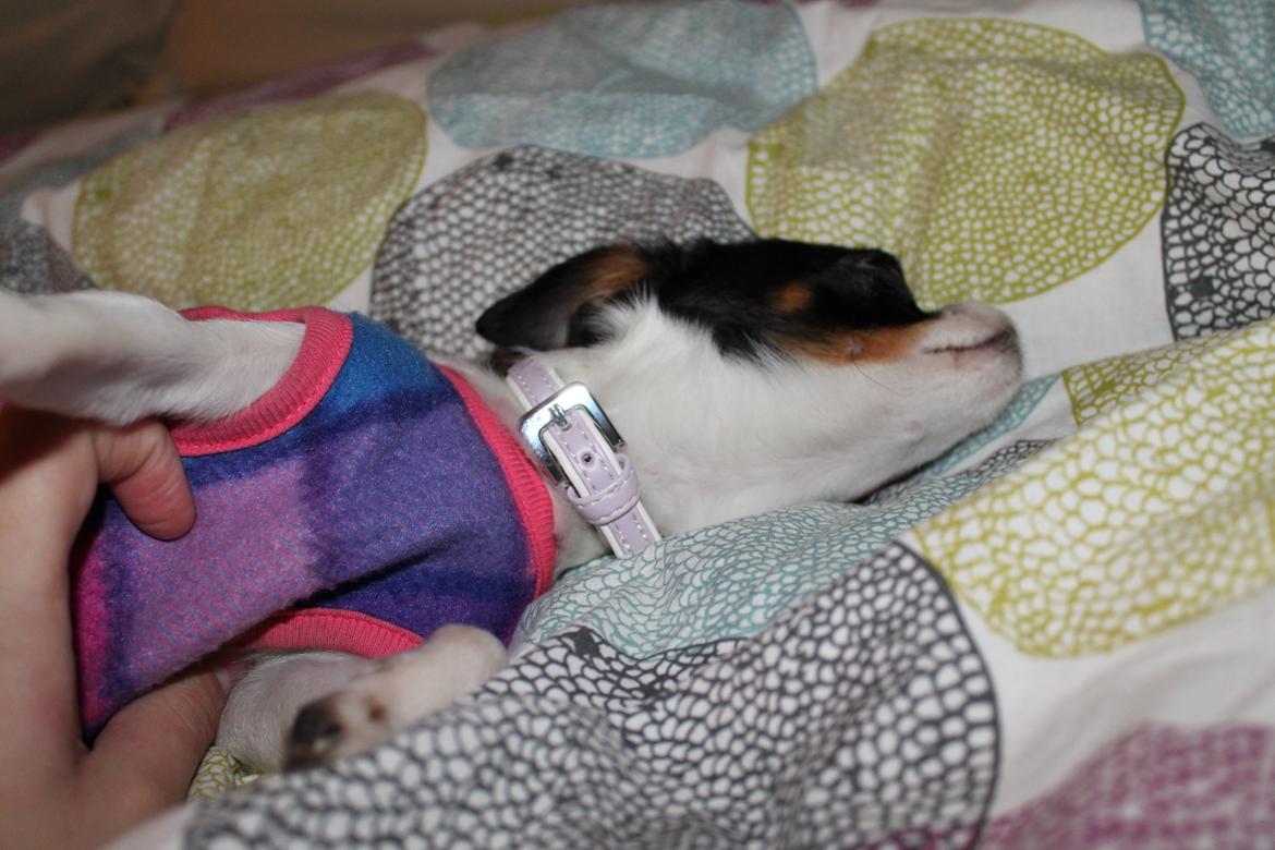 Blanding af racer Cajza billede 3