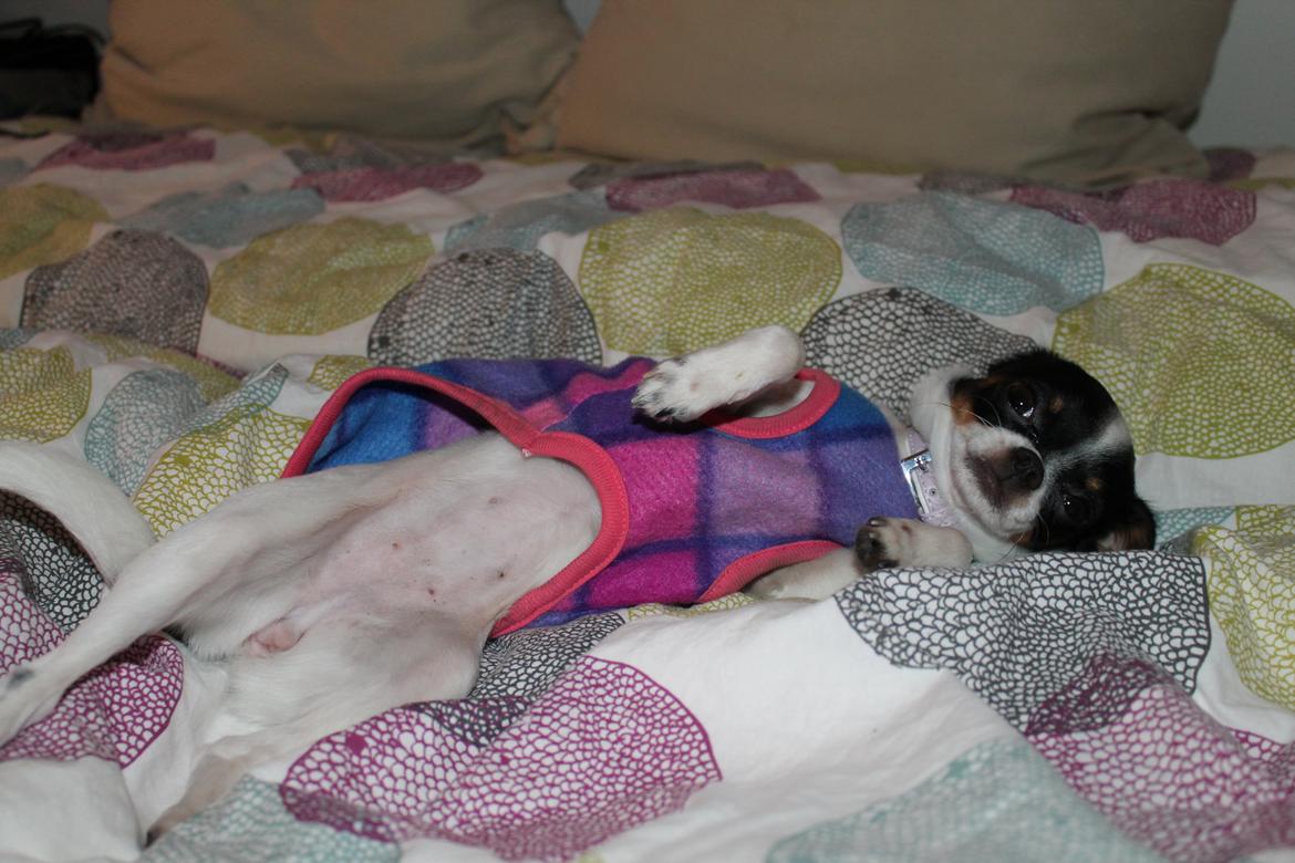 Blanding af racer Cajza billede 4