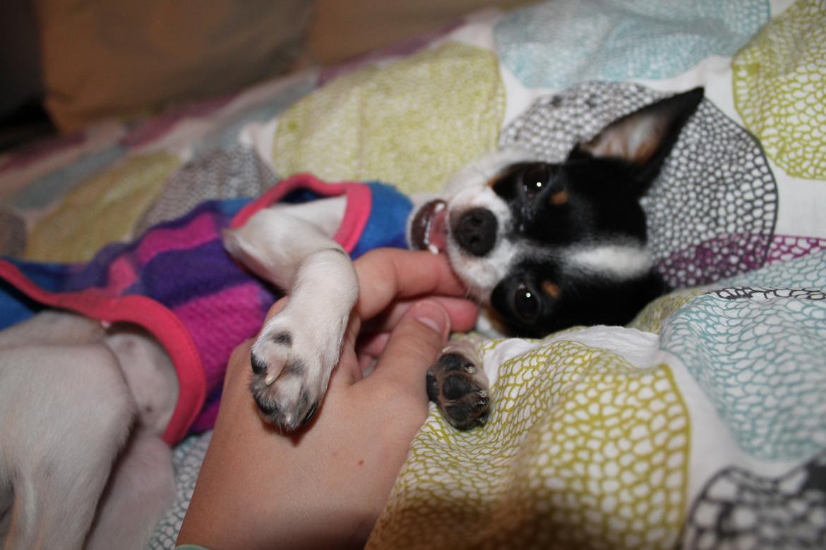 Blanding af racer Cajza billede 5