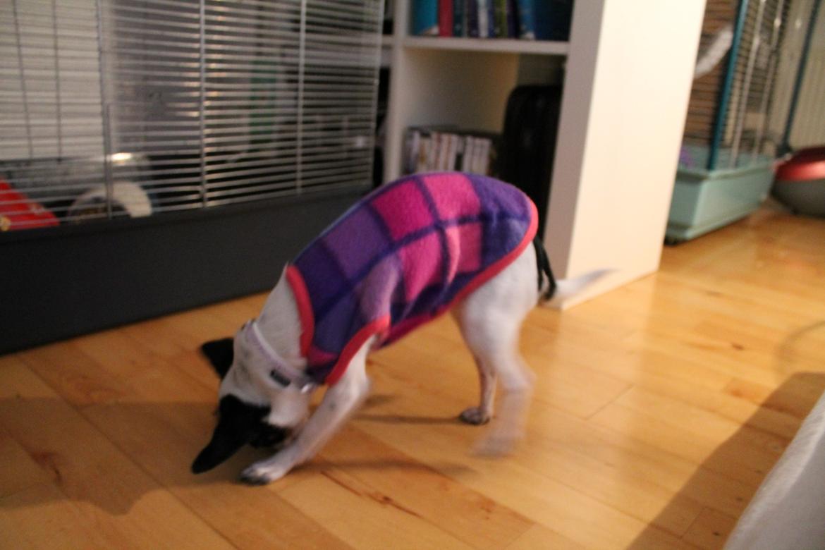 Blanding af racer Cajza billede 6