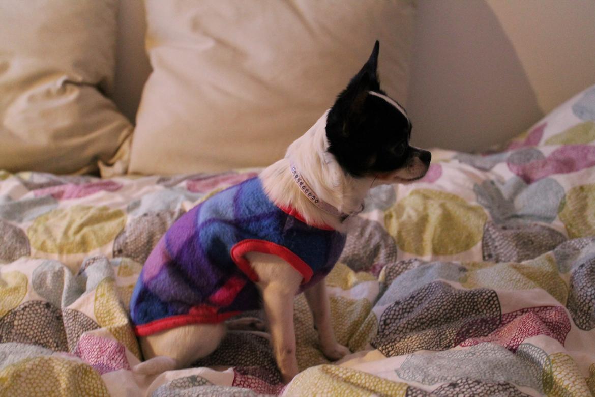 Blanding af racer Cajza billede 7