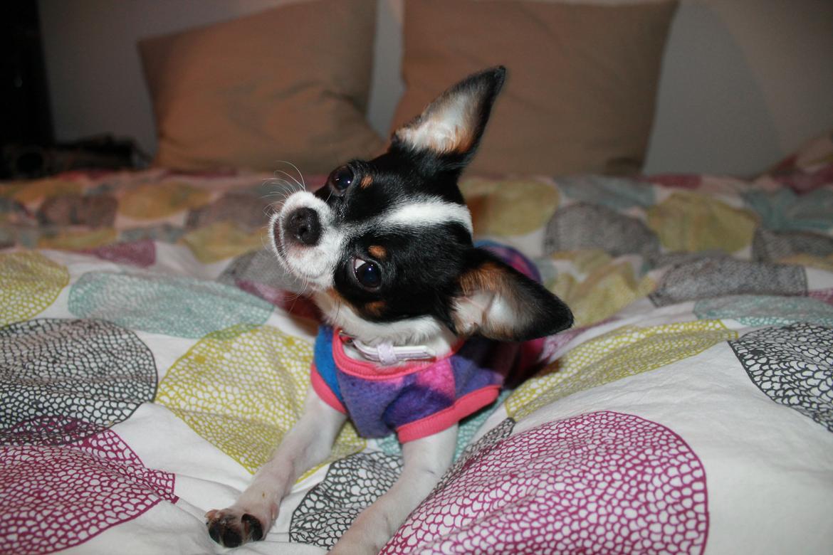 Blanding af racer Cajza billede 8