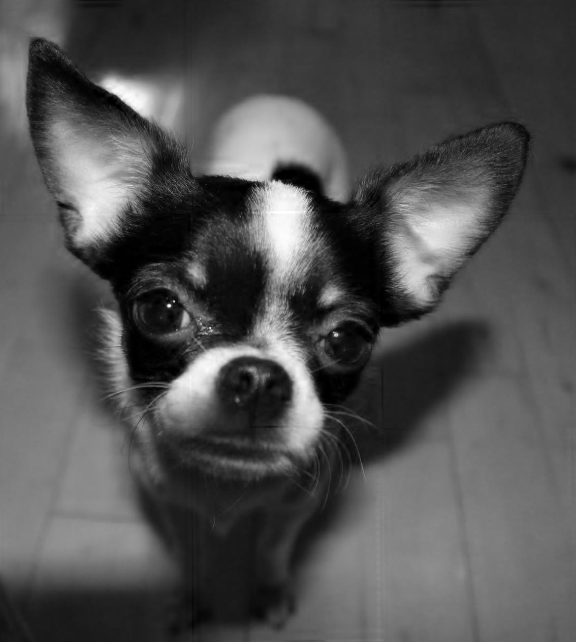 Blanding af racer Cajza billede 9