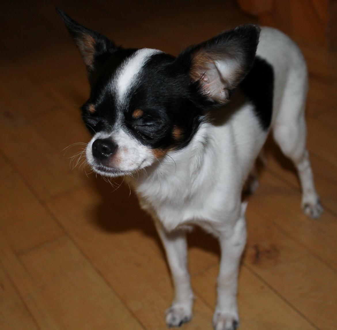 Blanding af racer Cajza billede 10