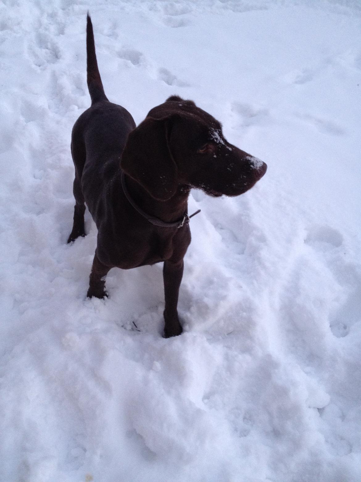 Blanding af racer Malou billede 13