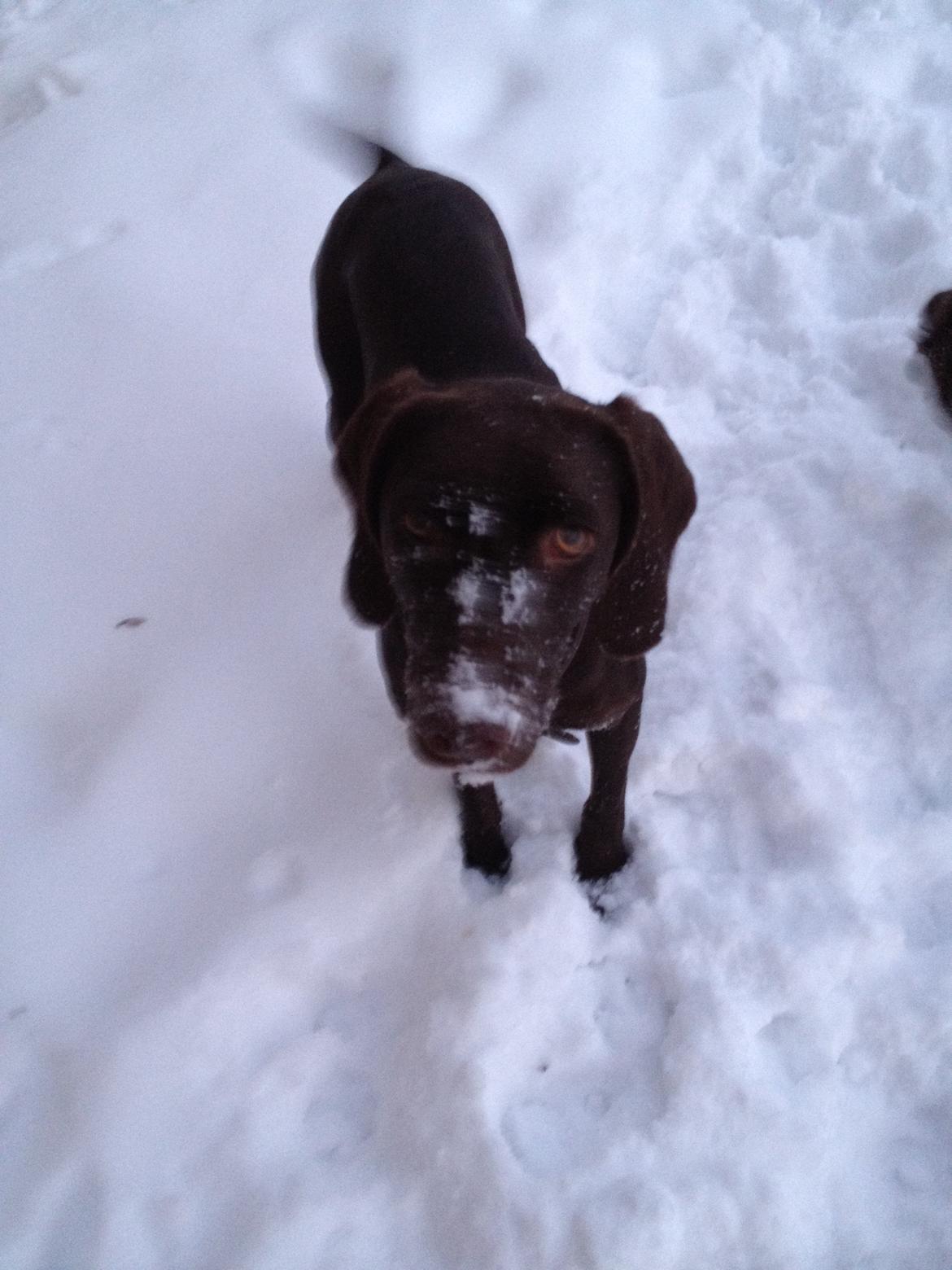 Blanding af racer Malou billede 14