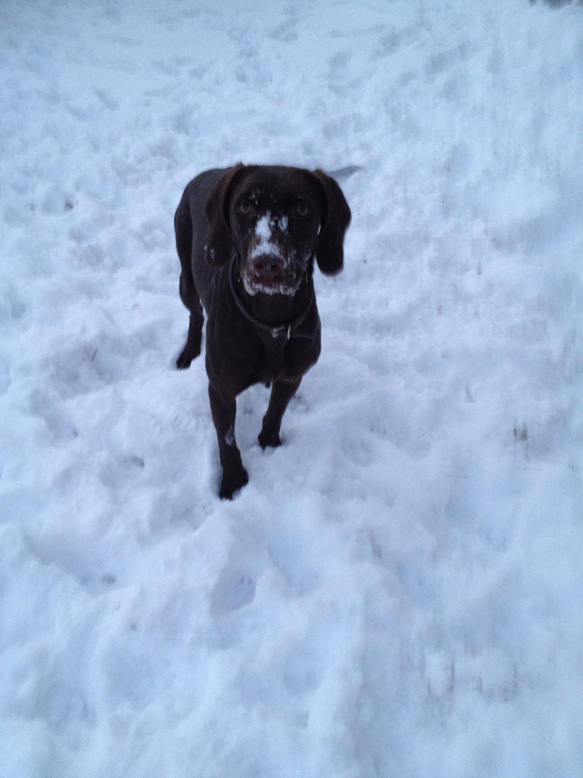 Blanding af racer Malou billede 15