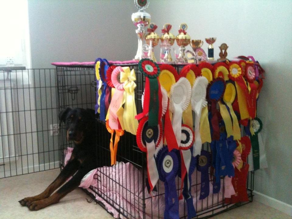 Beauceron Satchmo`s Yappi - Yappis skryte hus billede 4