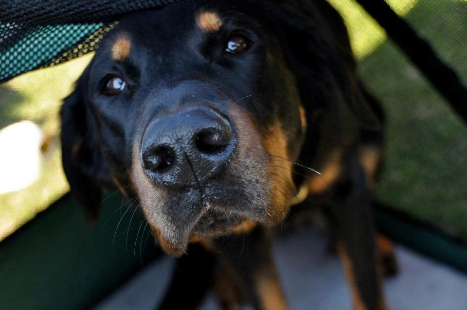 Beauceron Satchmo`s Yappi billede 3