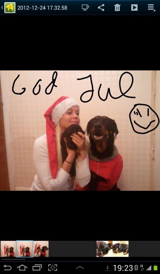 Beauceron Satchmo`s Yappi - God Jul billede 7