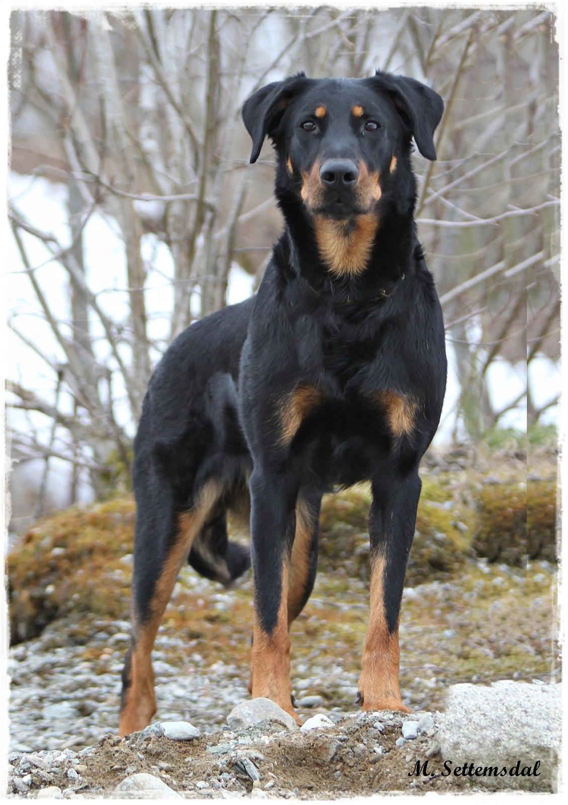Beauceron Satchmo`s Yappi billede 1