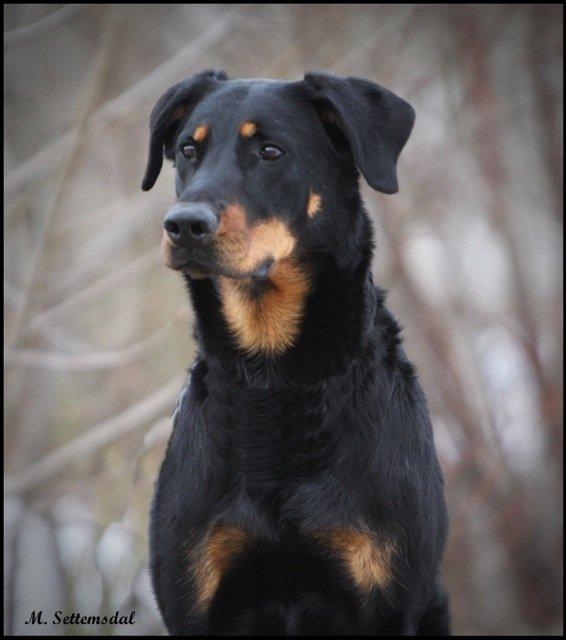 Beauceron Satchmo`s Yappi billede 2