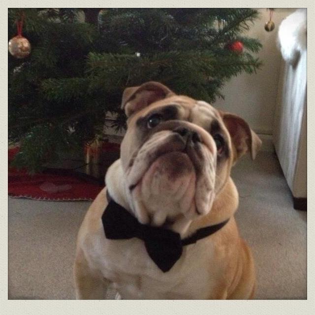 Engelsk bulldog Eigil - Glad pyntet julegris! billede 6