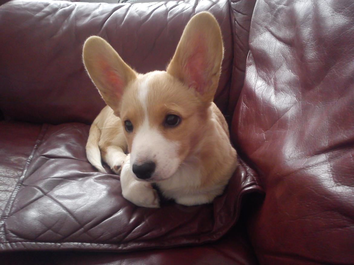 Welsh corgi cardigan Foxie (Arddun Copine Carrot) - Lille hund, med store bedårende øre billede 5