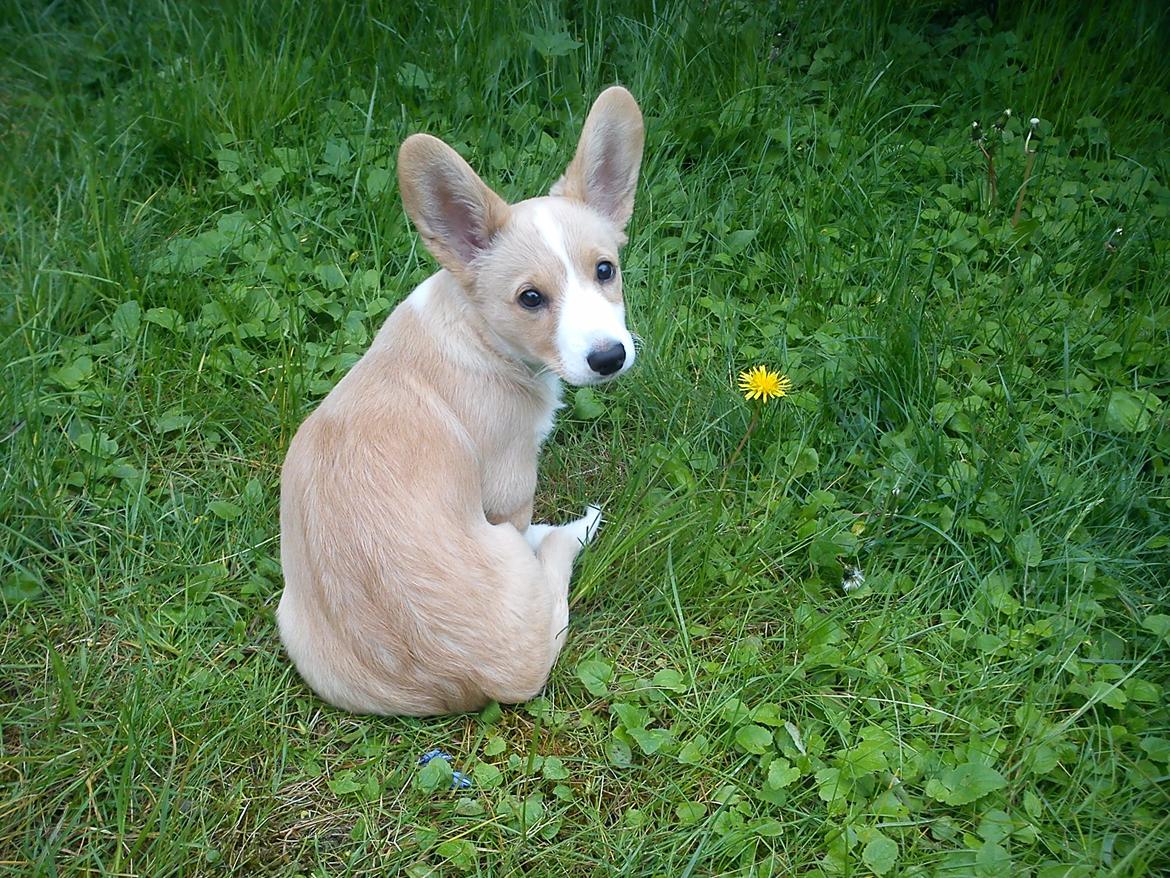 Welsh corgi cardigan Foxie (Arddun Copine Carrot) - Næsten ikke til at stå for billede 7