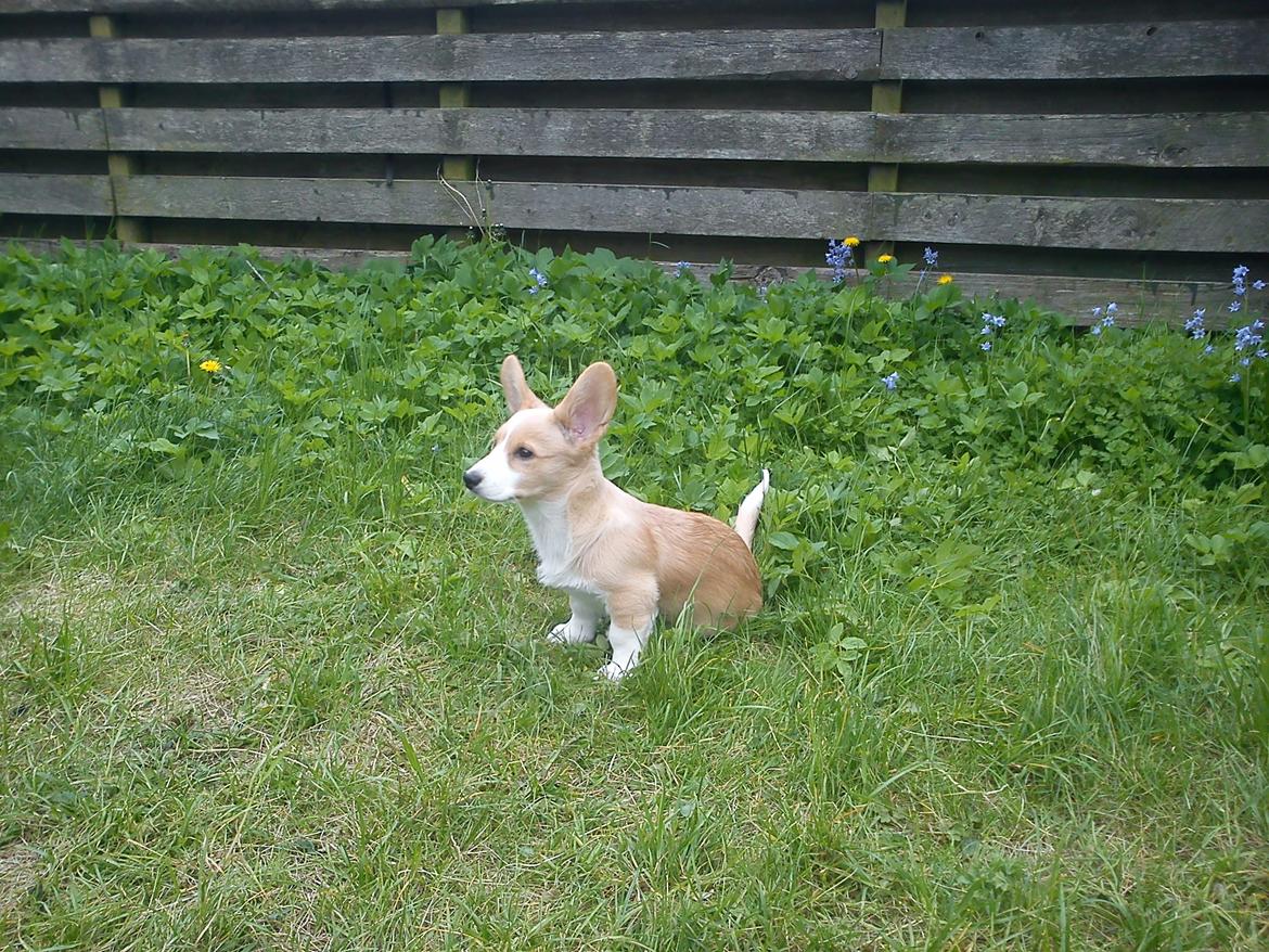 Welsh corgi cardigan Foxie (Arddun Copine Carrot) - Foxie i haven billede 8