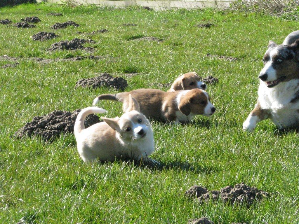 Welsh corgi cardigan Foxie (Arddun Copine Carrot) - Hos opdrætteren, før jeg fik Foxie hjem. Foxie var den første i kuldet som fik sine øre op billede 2