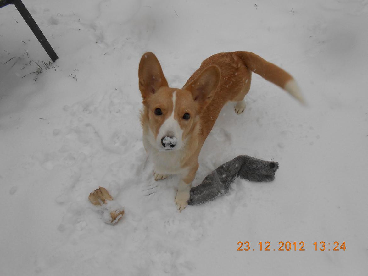 Welsh corgi cardigan Foxie (Arddun Copine Carrot) - Sne på snuden billede 13