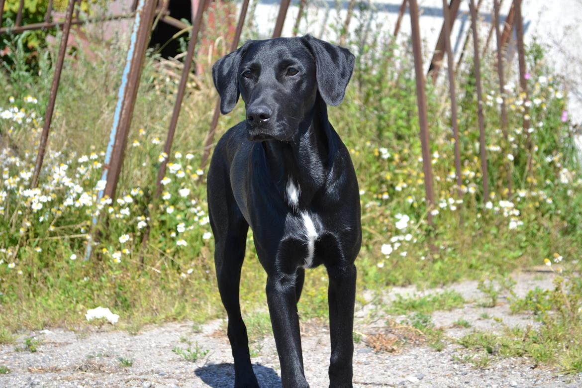 Labrador retriever Mikkel billede 2