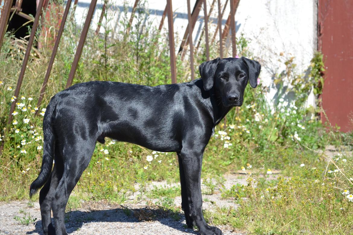 Labrador retriever Mikkel billede 3