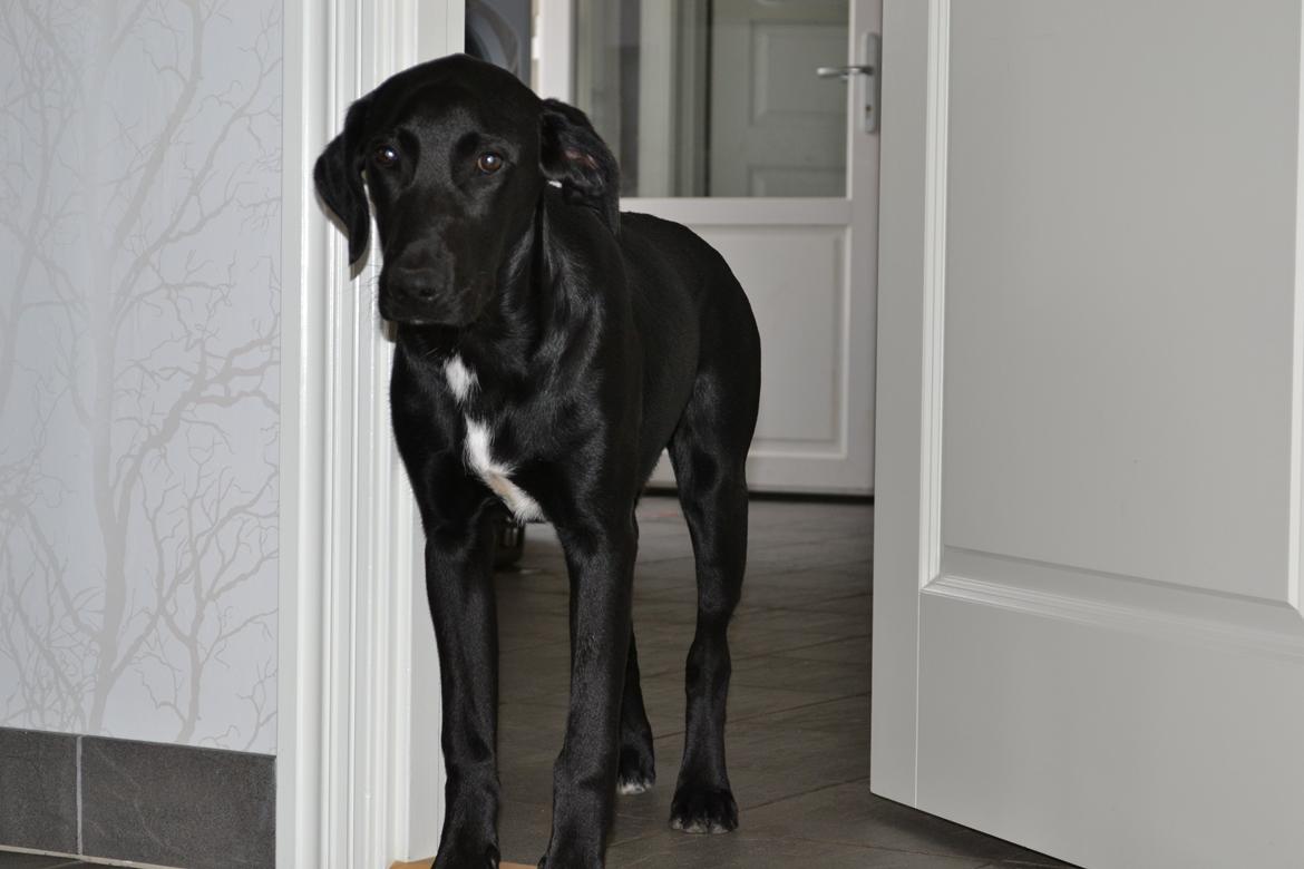 Labrador retriever Mikkel billede 5