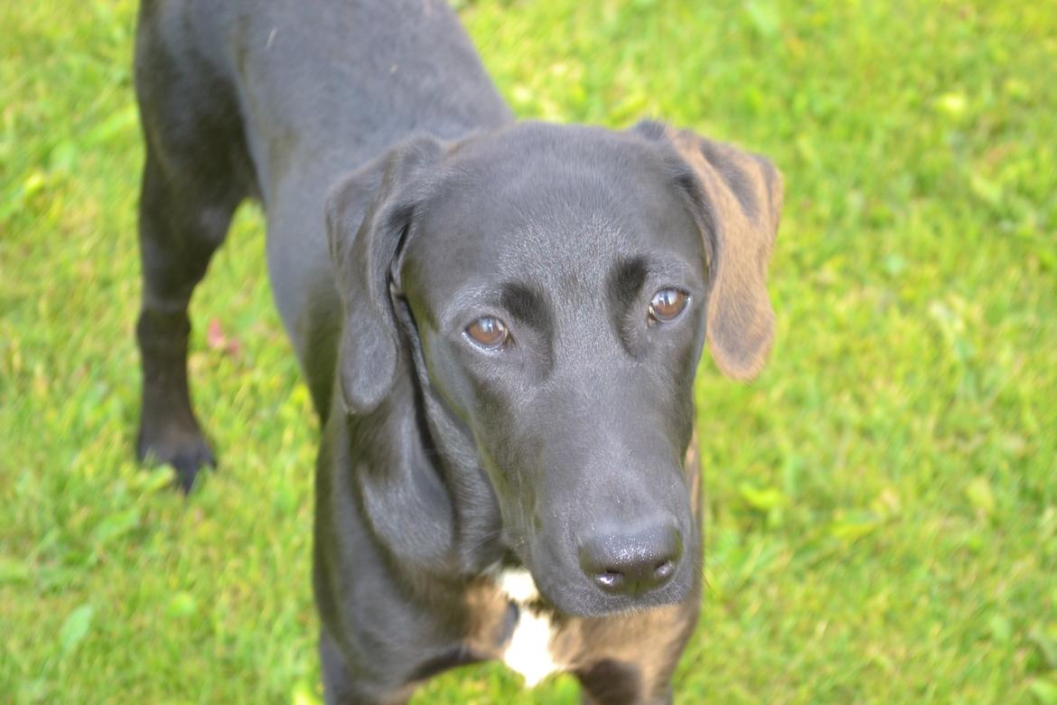 Labrador retriever Mikkel billede 6