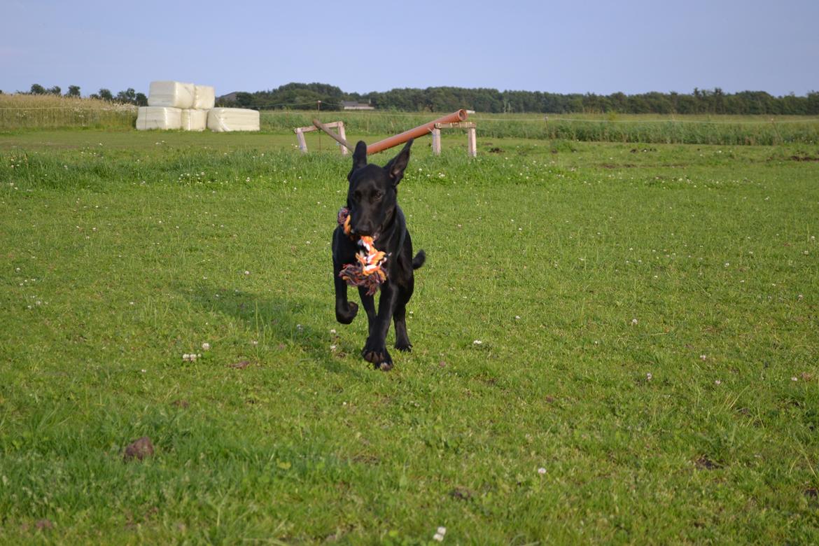 Labrador retriever Mikkel billede 7