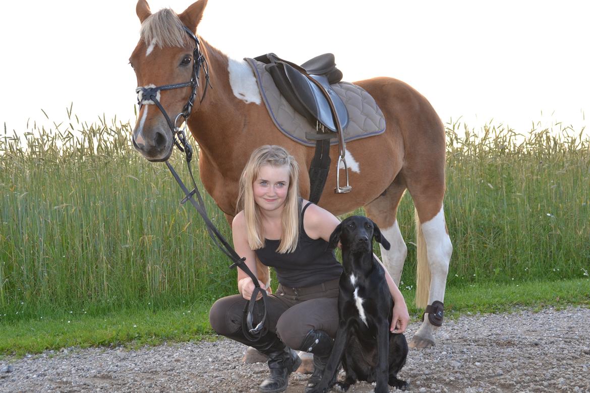 Labrador retriever Mikkel billede 8