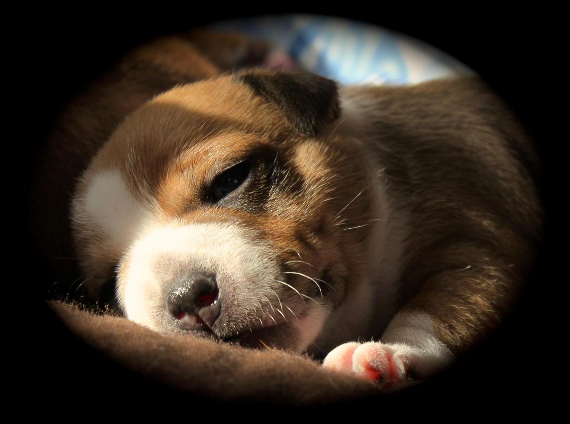 Staffordshire bull terrier Wenk Staff' s Legacy Of Buffy "CeCe" billede 16