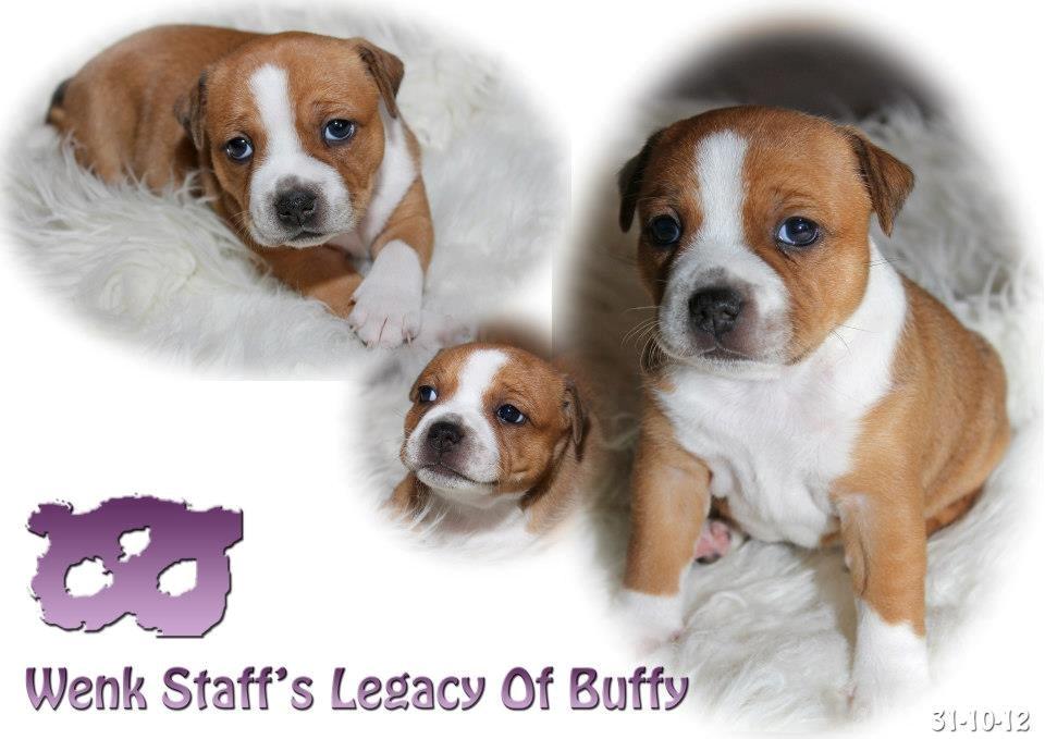 Staffordshire bull terrier Wenk Staff' s Legacy Of Buffy "CeCe" billede 15
