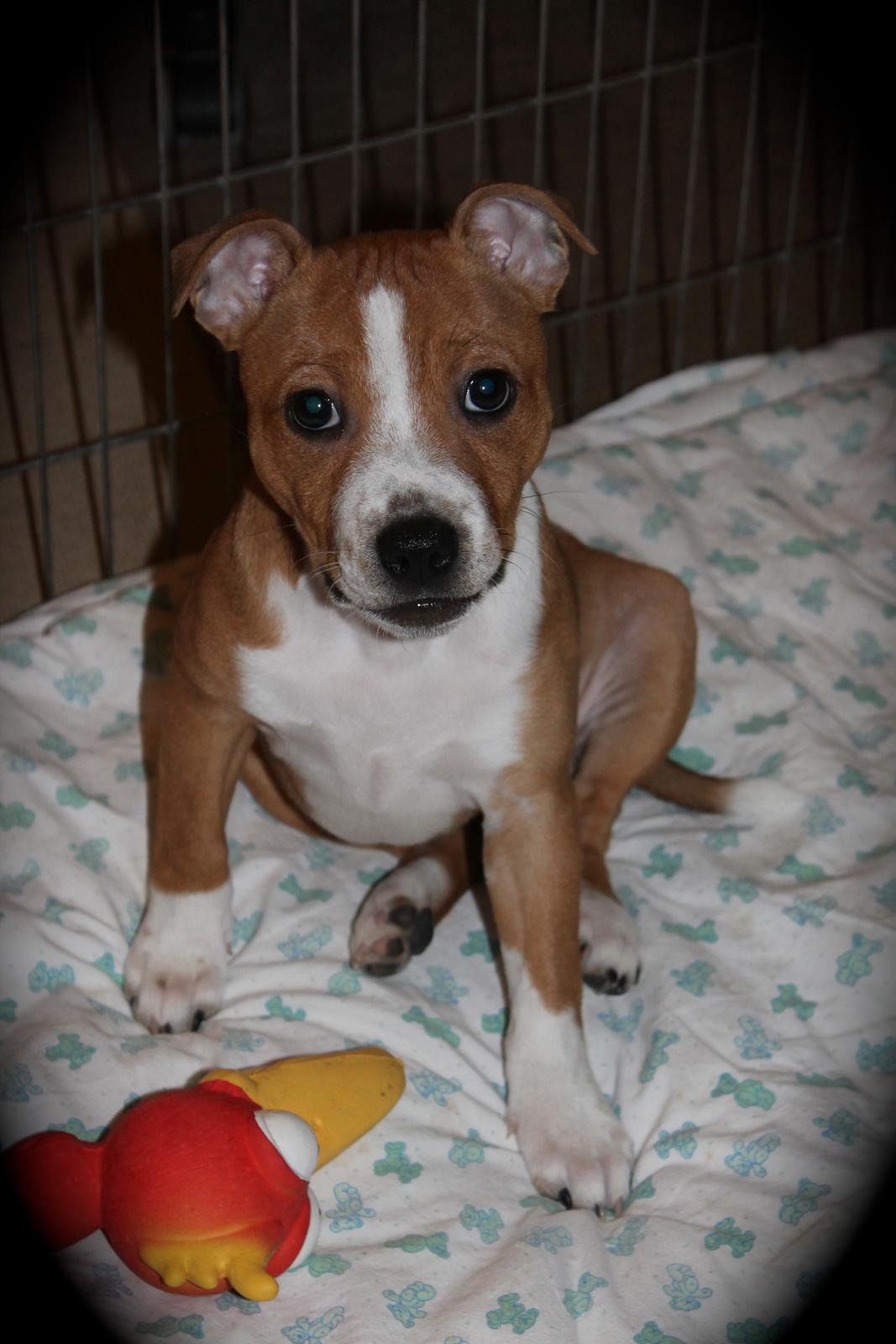 Staffordshire bull terrier Wenk Staff' s Legacy Of Buffy "CeCe" billede 14