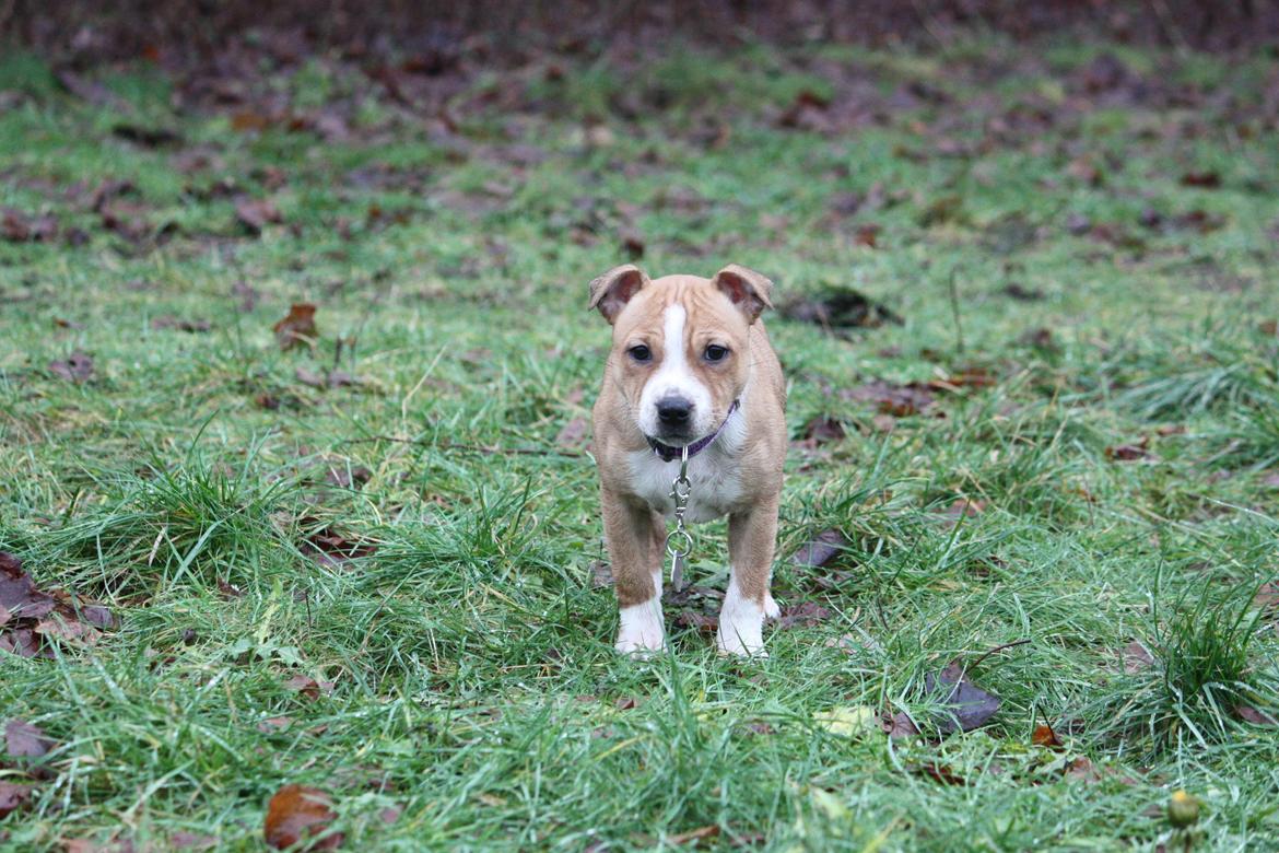 Staffordshire bull terrier Wenk Staff' s Legacy Of Buffy "CeCe" billede 17