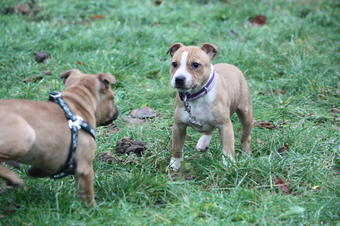 Staffordshire bull terrier Wenk Staff' s Legacy Of Buffy "CeCe" - CeCe med hendes bror Elo billede 18