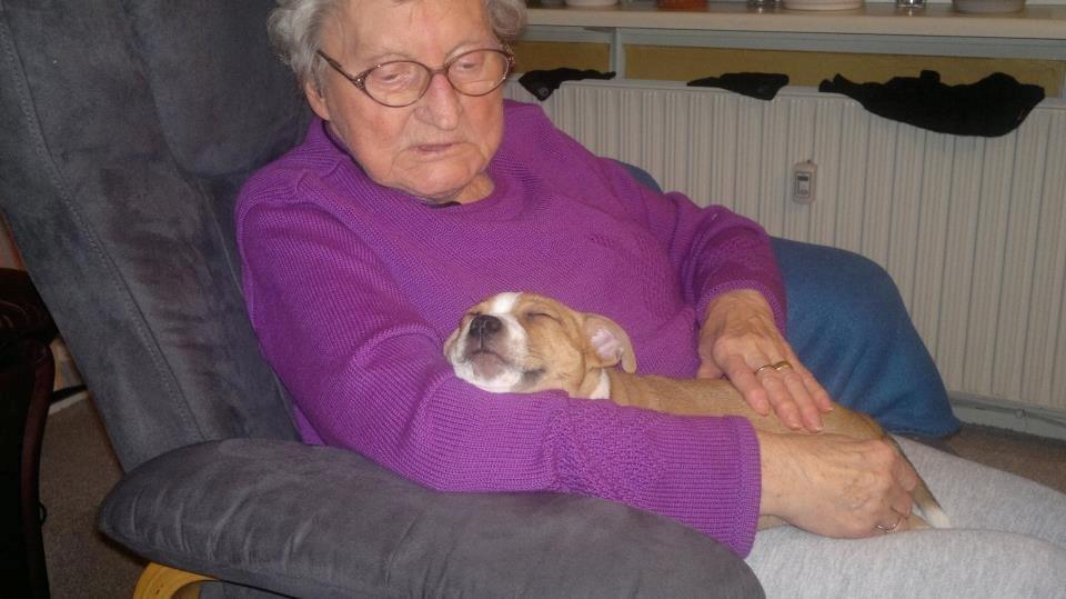 Staffordshire bull terrier Wenk Staff' s Legacy Of Buffy "CeCe" billede 19