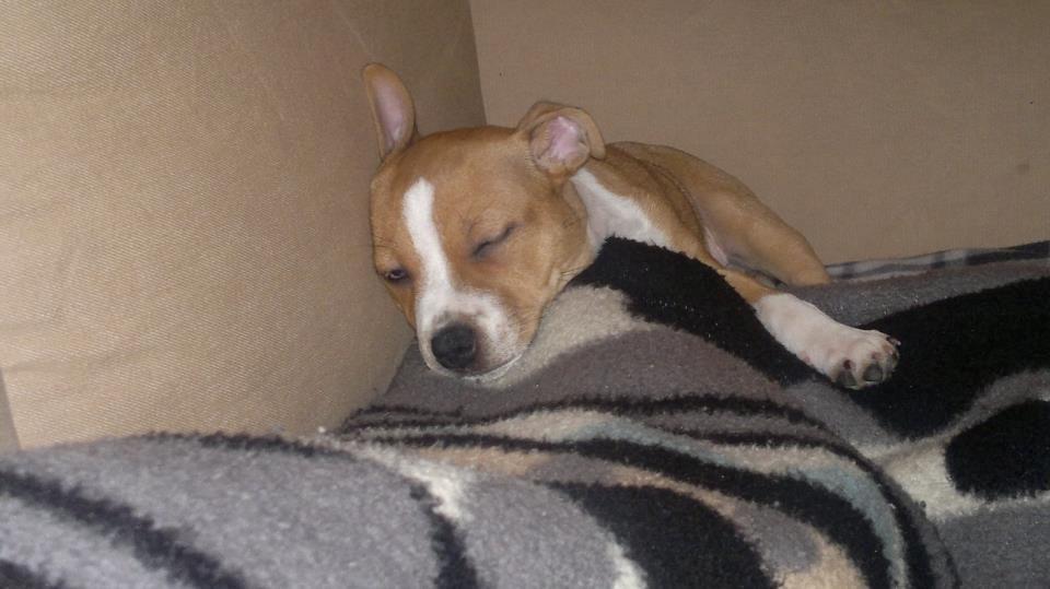 Staffordshire bull terrier Wenk Staff' s Legacy Of Buffy "CeCe" billede 20