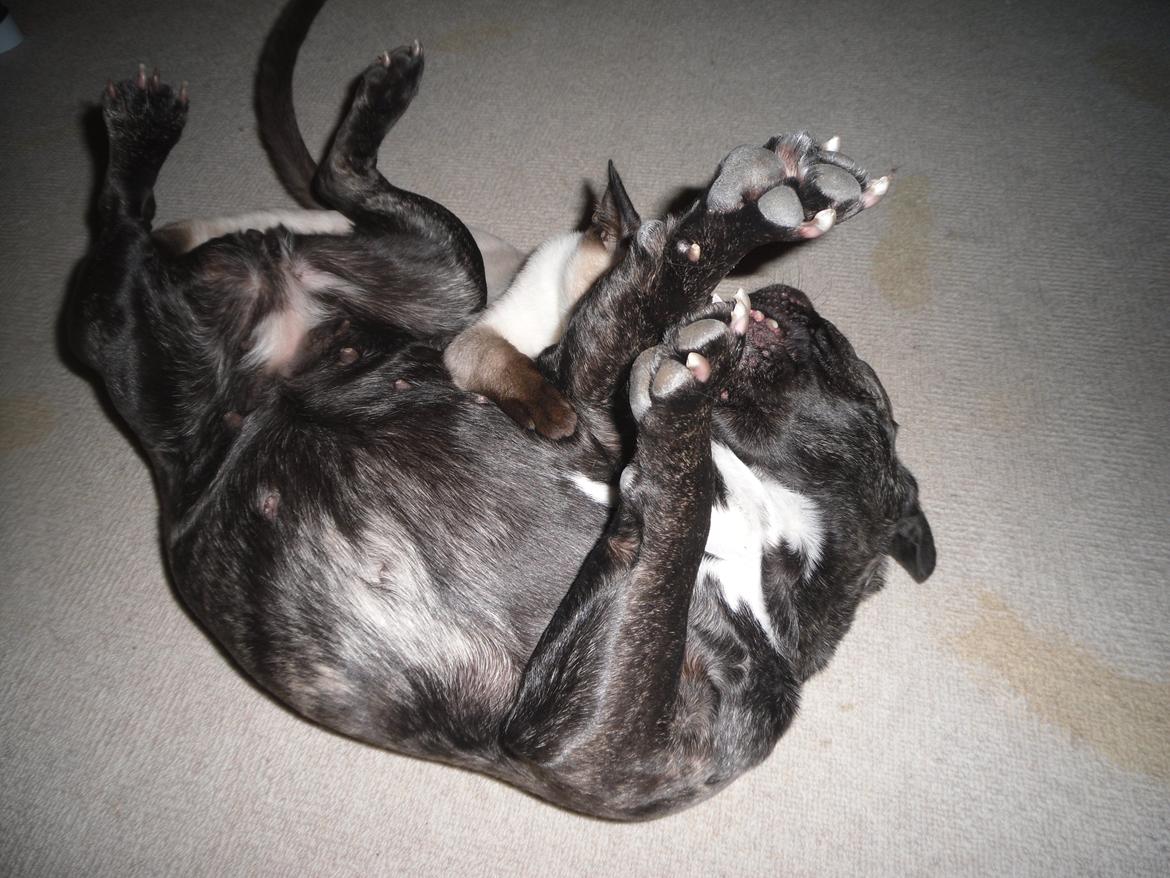 Fransk bulldog Berta - Berta og Frodo leger dec.2012 billede 15