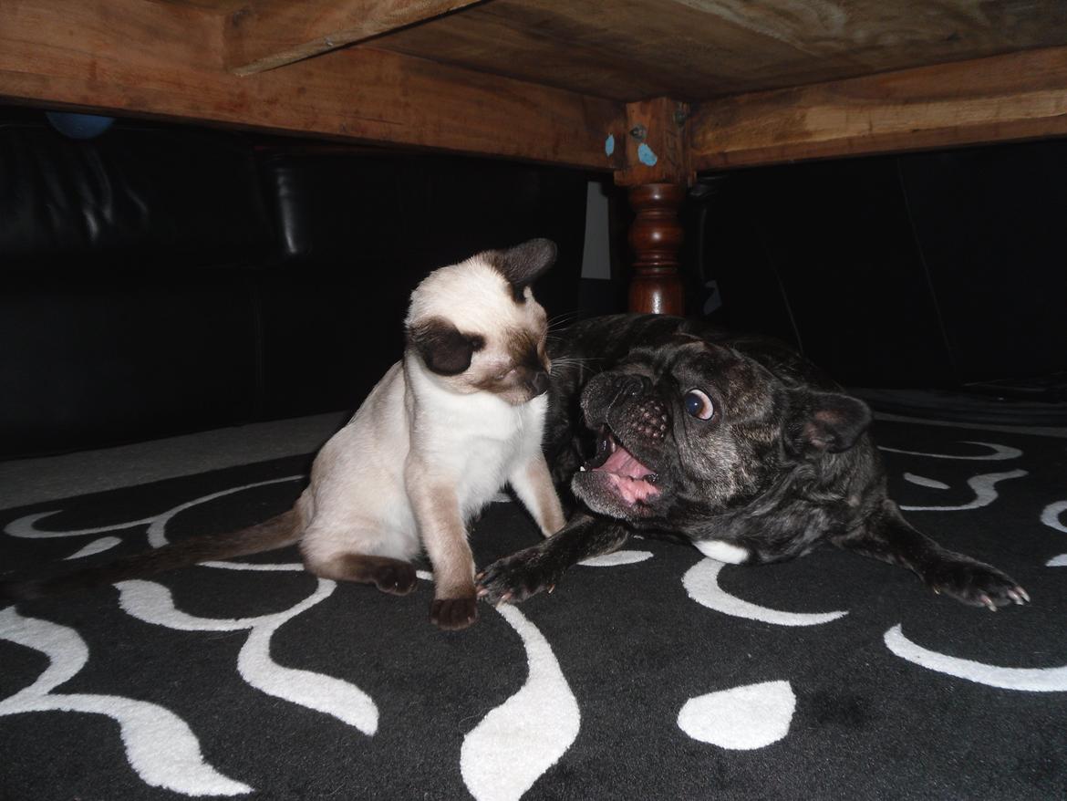 Fransk bulldog Berta - Har du overvejet en tandlæge lille hund ? billede 16