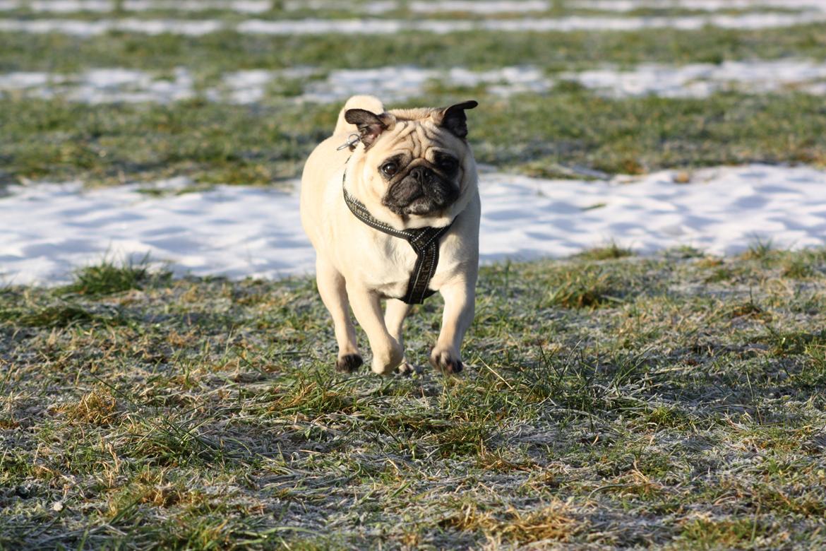 Mops Cosmo - Ful fart frem! dec2012 billede 6