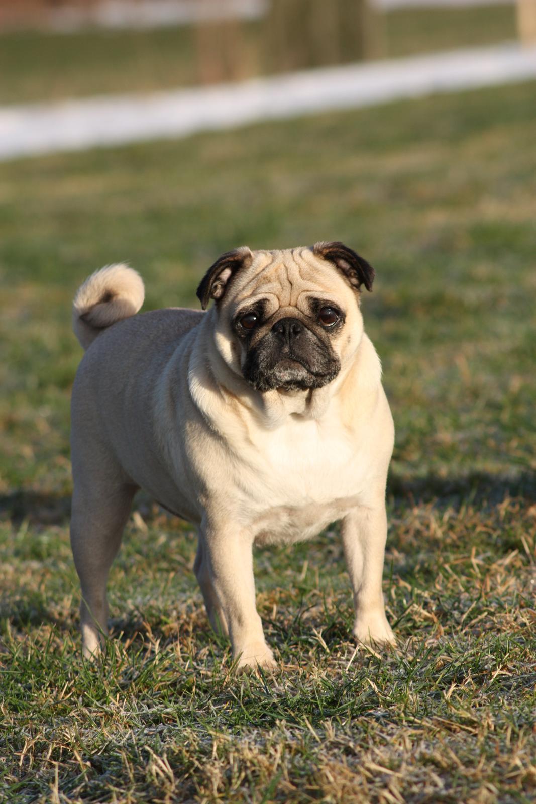 Mops Cosmo - Cosmo dec2012 billede 5