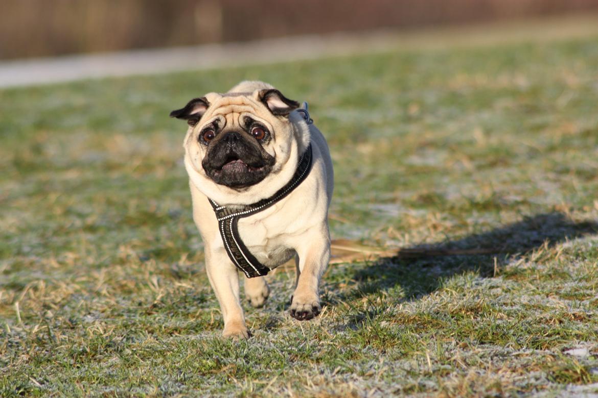 Mops Agnes (Den smukkeste stjerne på hundehimlen) - FULD FART FREM! dec2012 billede 2