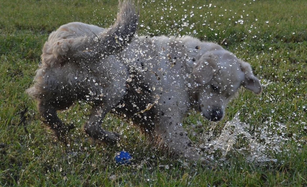 Golden retriever Thor billede 7