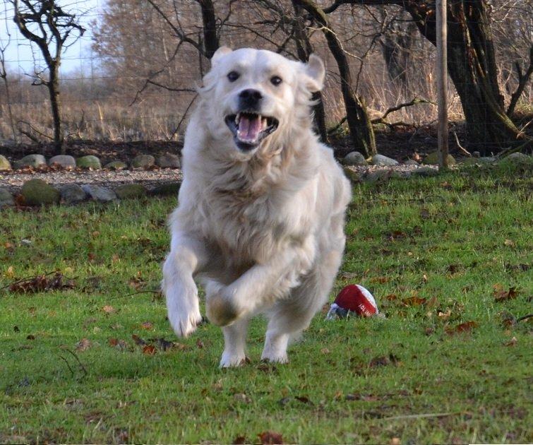 Golden retriever Thor billede 8