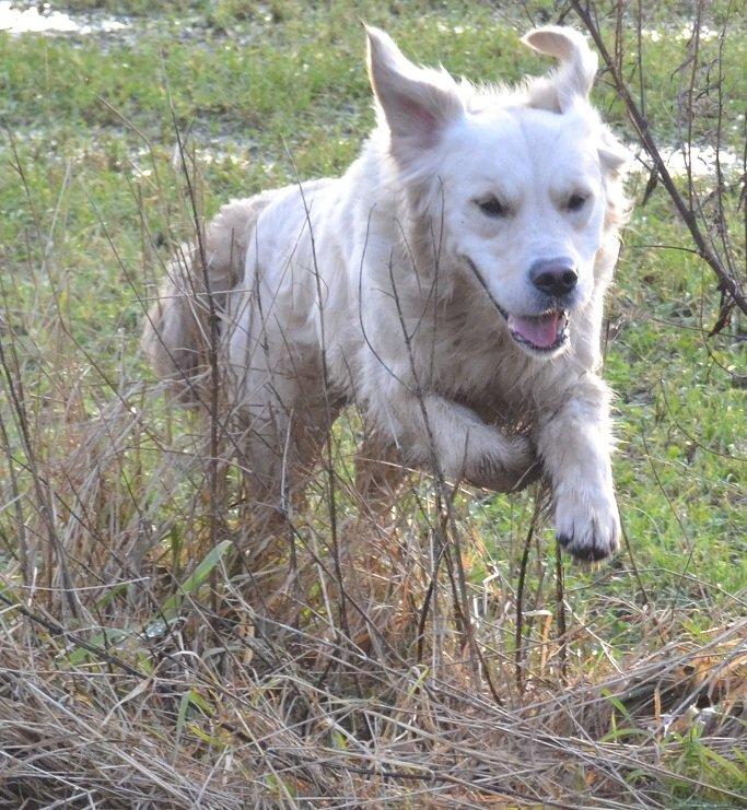 Golden retriever Thor billede 10