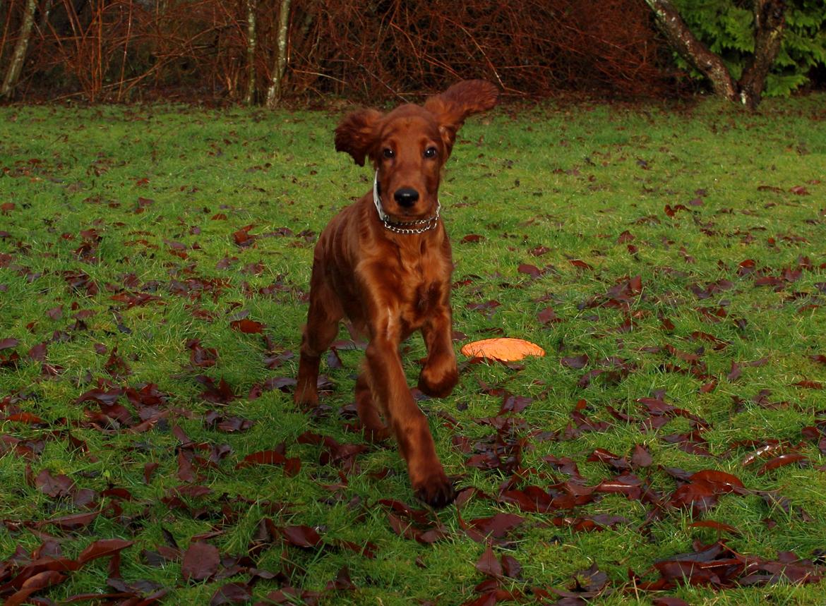 Irsk setter Cody R.F.S (run free sweetheart)  billede 16