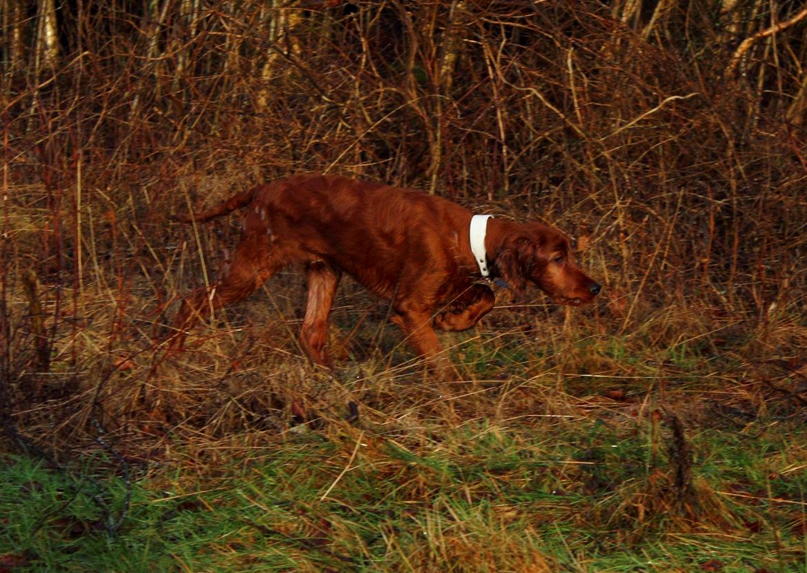 Irsk setter Cody R.F.S (run free sweetheart)  - Lille-hunden fandt vist noget spændede billede 15