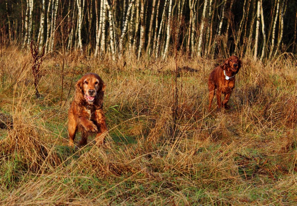 Irsk setter Cody R.F.S (run free sweetheart)  billede 17