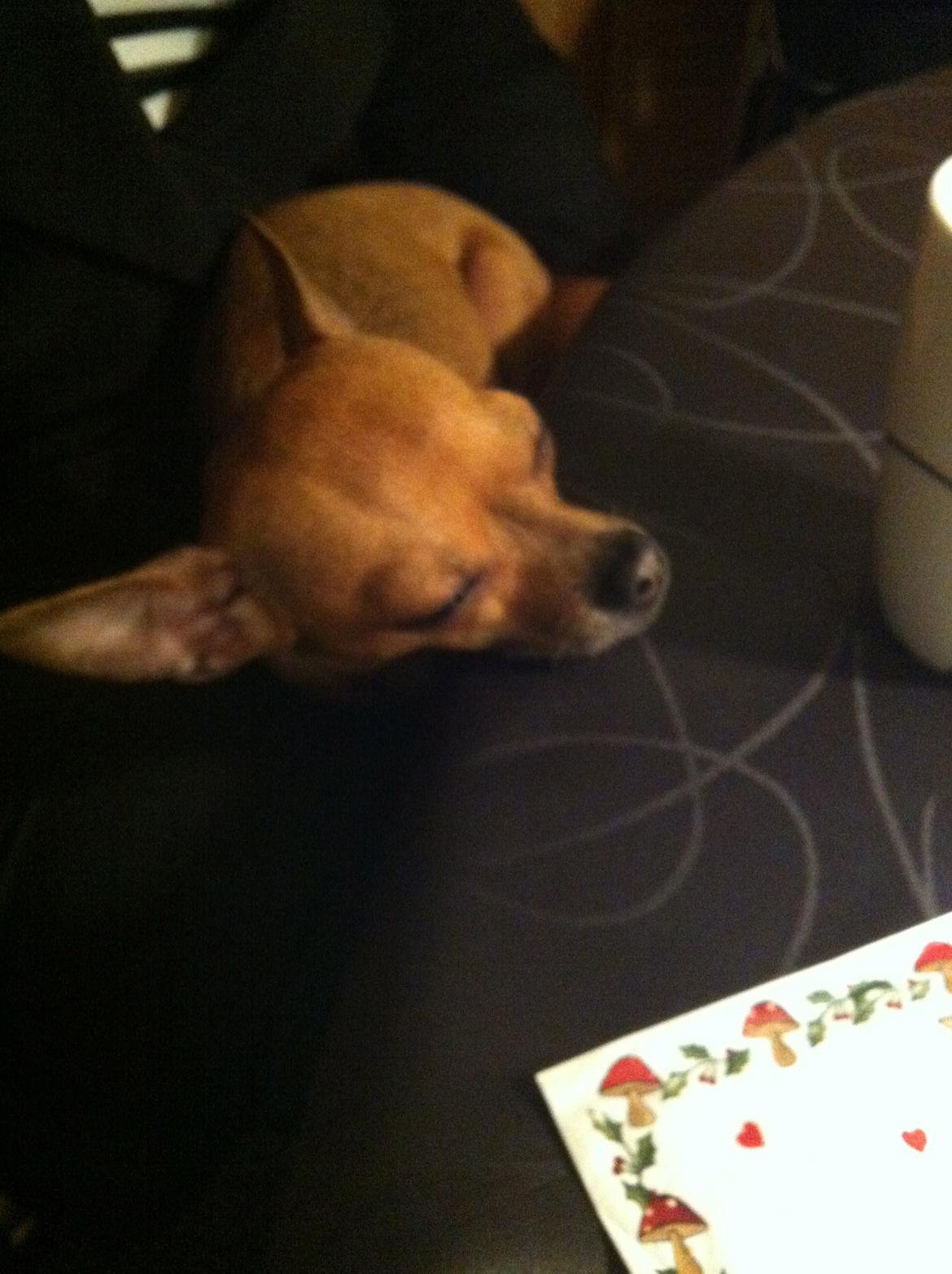 Chihuahua Alberte billede 11